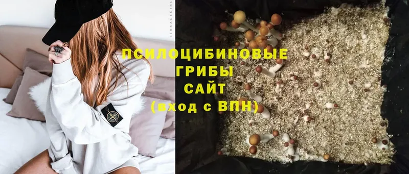 Галлюциногенные грибы Psilocybine cubensis  где найти наркотики  Игра 